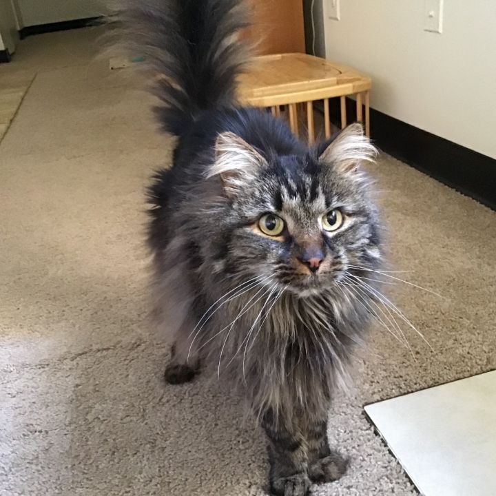 Tyson 2