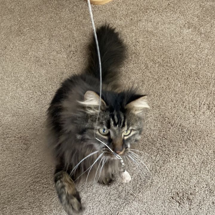 Tyson 4