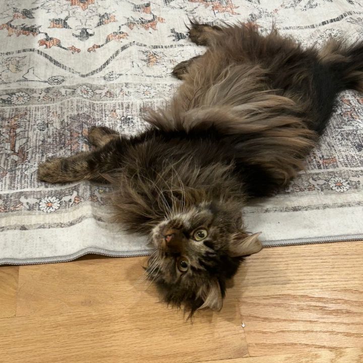 Tyson 5