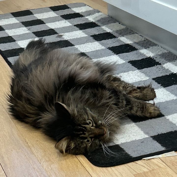 Tyson 6