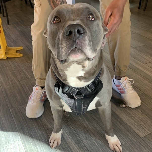 Sampson 1