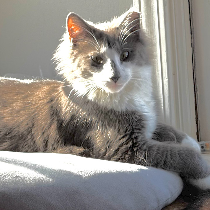 Blue DB (adopt with Oreo) 1