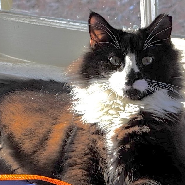 Blue DB (adopt with Oreo) 2