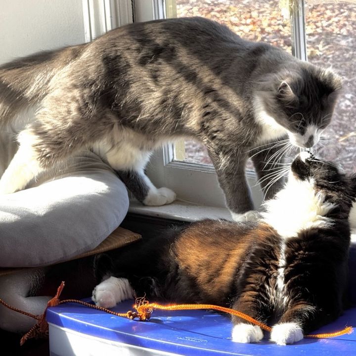 Blue DB (adopt with Oreo) 3