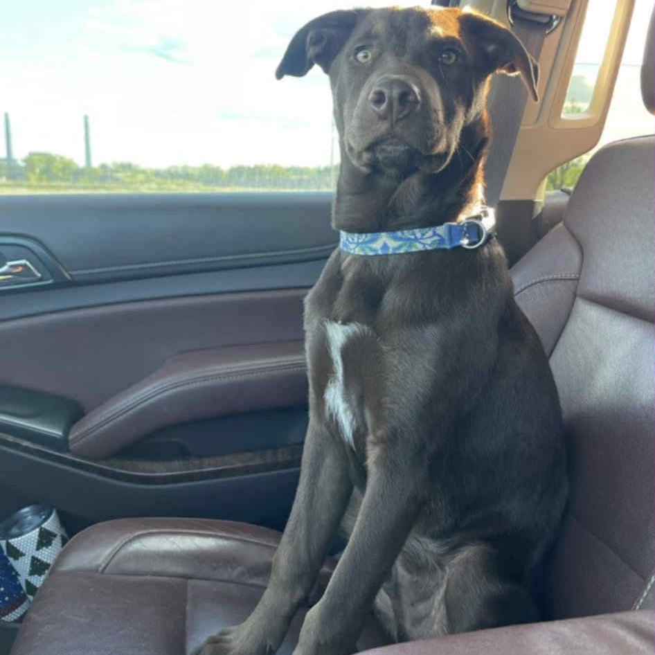 Olly, an adoptable Mixed Breed in Becker, MN, 55308 | Photo Image 1