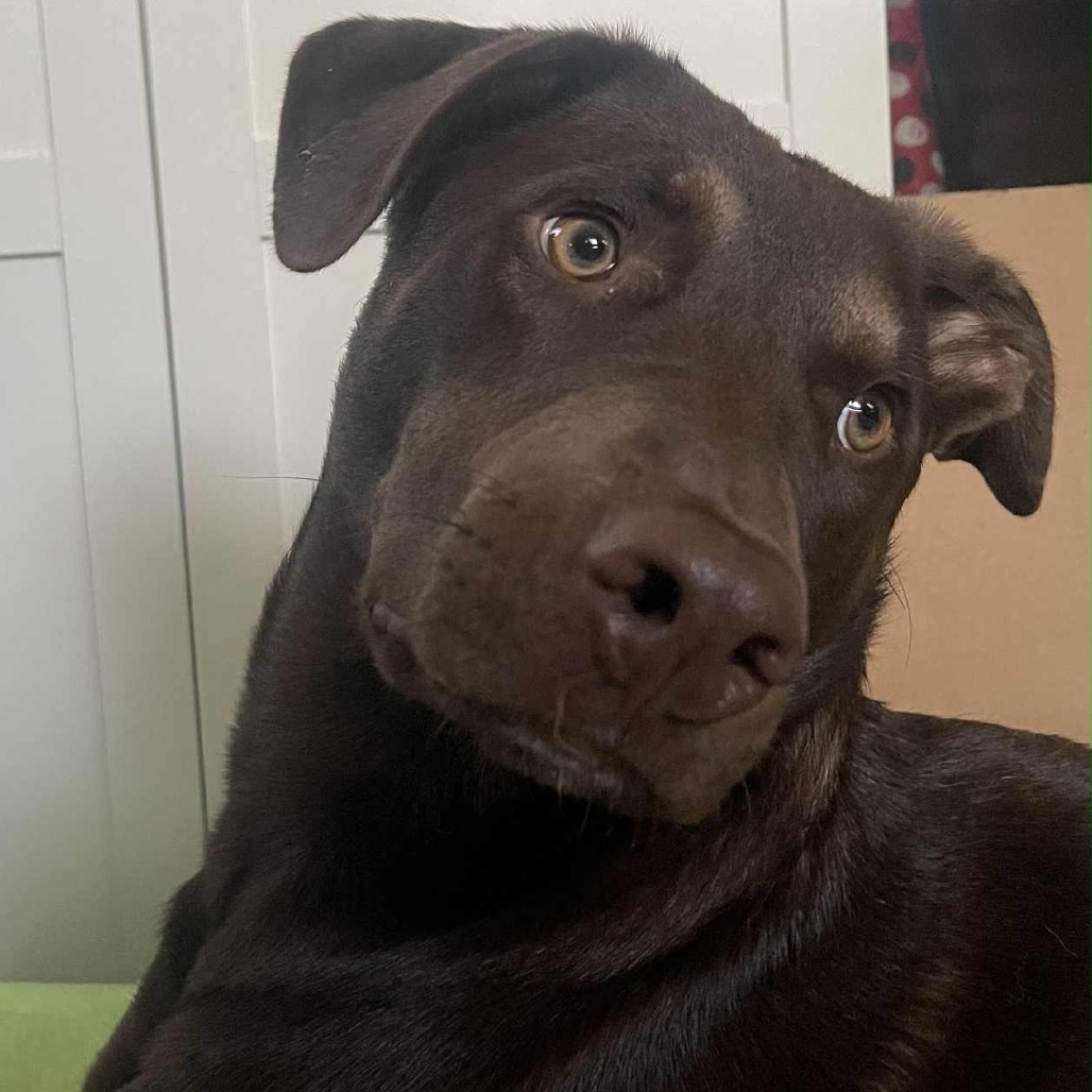 Olly, an adoptable Mixed Breed in Becker, MN, 55308 | Photo Image 1