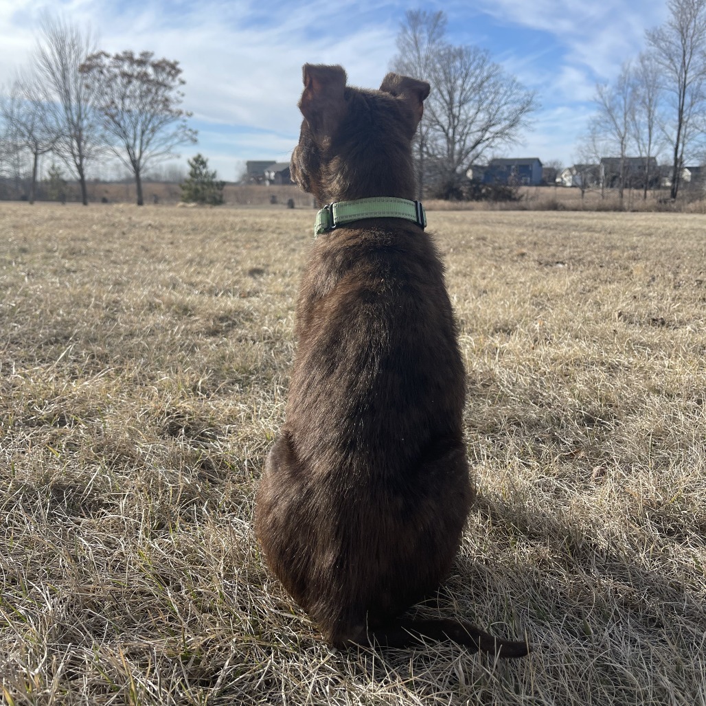 Olly, an adoptable Mixed Breed in Becker, MN, 55308 | Photo Image 2