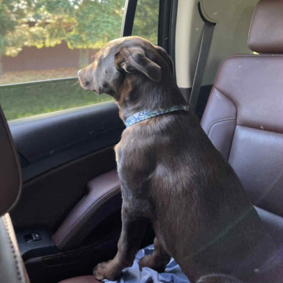 Olly, an adoptable Mixed Breed in Becker, MN, 55308 | Photo Image 5