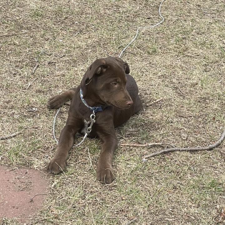 Olly, an adoptable Mixed Breed in Becker, MN, 55308 | Photo Image 6