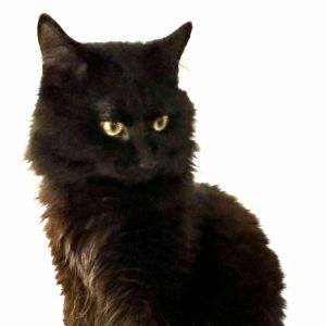 Ozzie (16409)