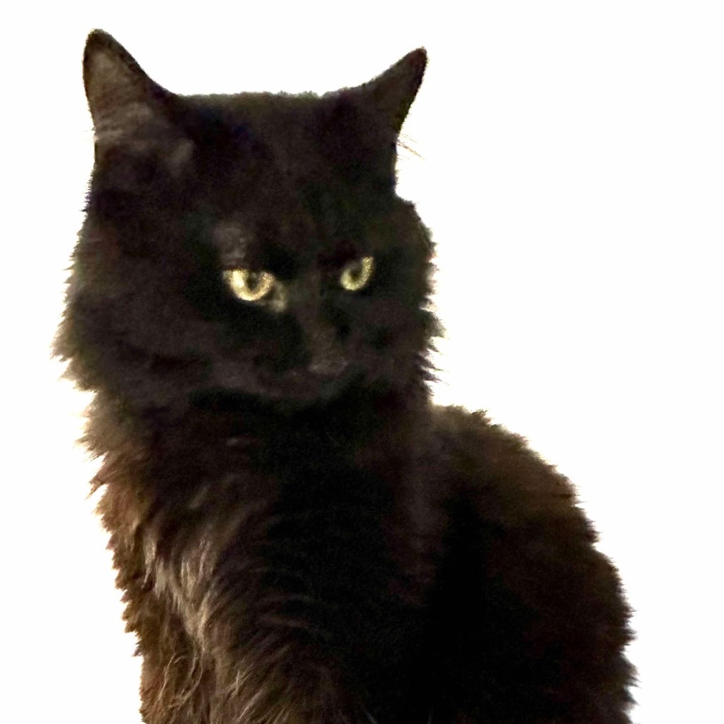 Ozzie (16409)