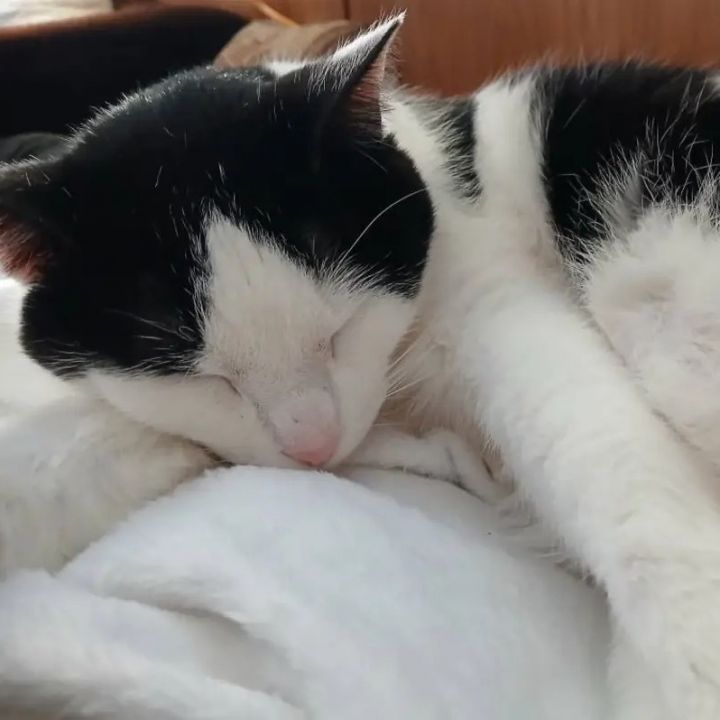 Burrito 2