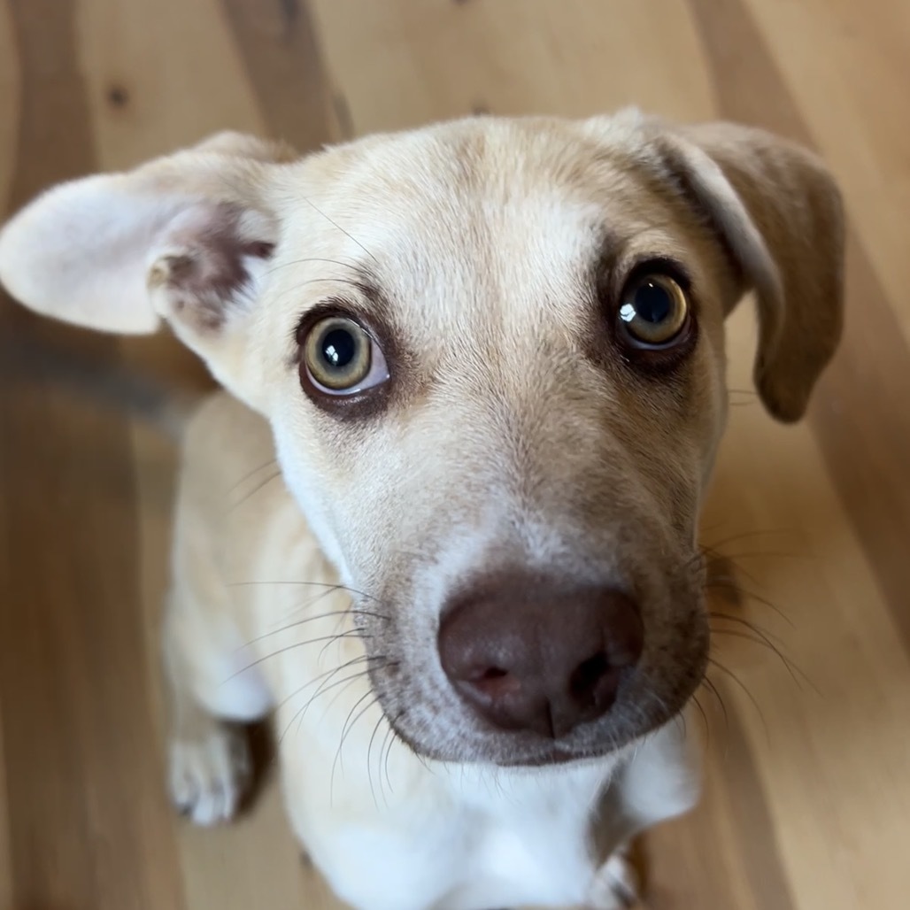 Donald, an adoptable Mixed Breed in Moab, UT, 84532 | Photo Image 1