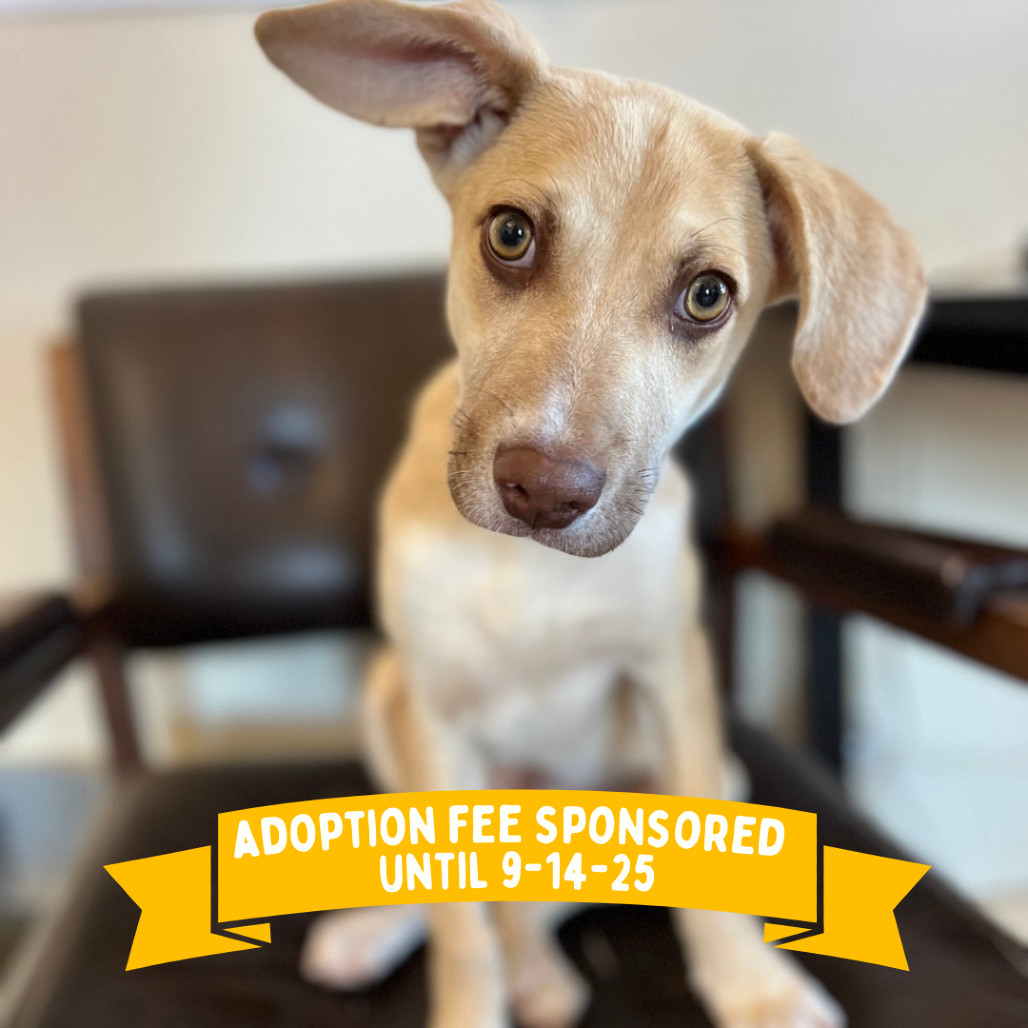 Donald, an adoptable Mixed Breed in Moab, UT, 84532 | Photo Image 1