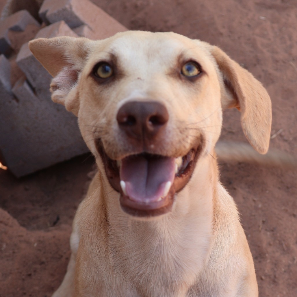 Donald, an adoptable Mixed Breed in Moab, UT, 84532 | Photo Image 1