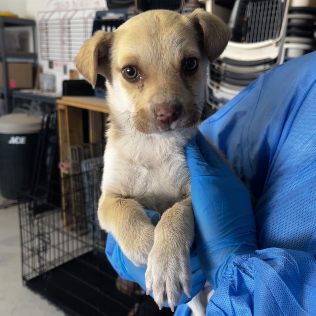 Donald, an adoptable Mixed Breed in Moab, UT, 84532 | Photo Image 2