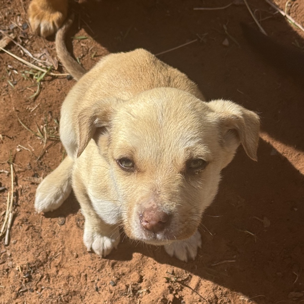 Donald, an adoptable Mixed Breed in Moab, UT, 84532 | Photo Image 3