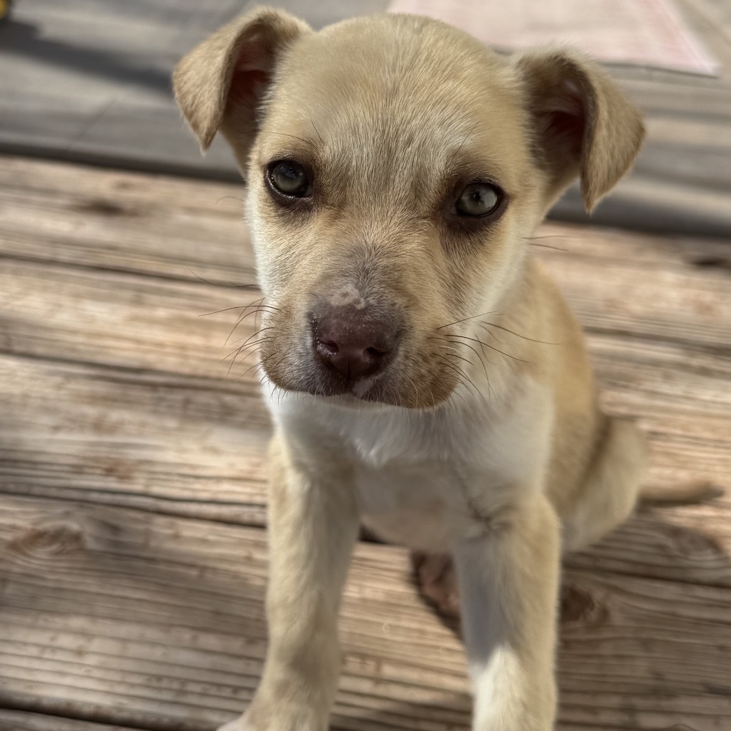 Donald, an adoptable Mixed Breed in Moab, UT, 84532 | Photo Image 4