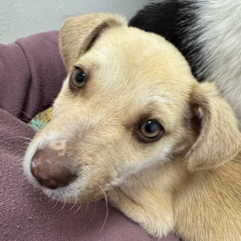 Donald, an adoptable Mixed Breed in Moab, UT, 84532 | Photo Image 5
