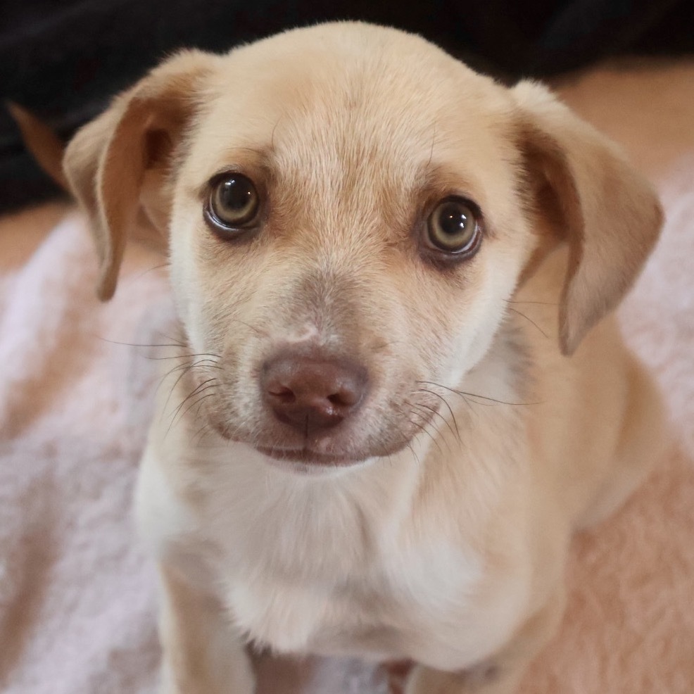 Donald, an adoptable Mixed Breed in Moab, UT, 84532 | Photo Image 6