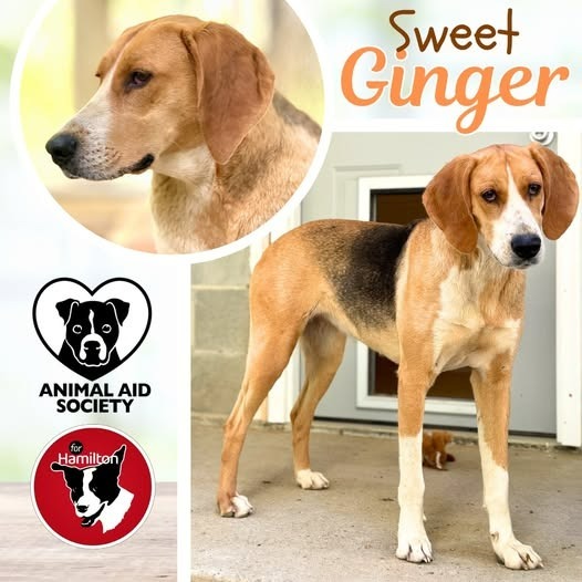 Ginger