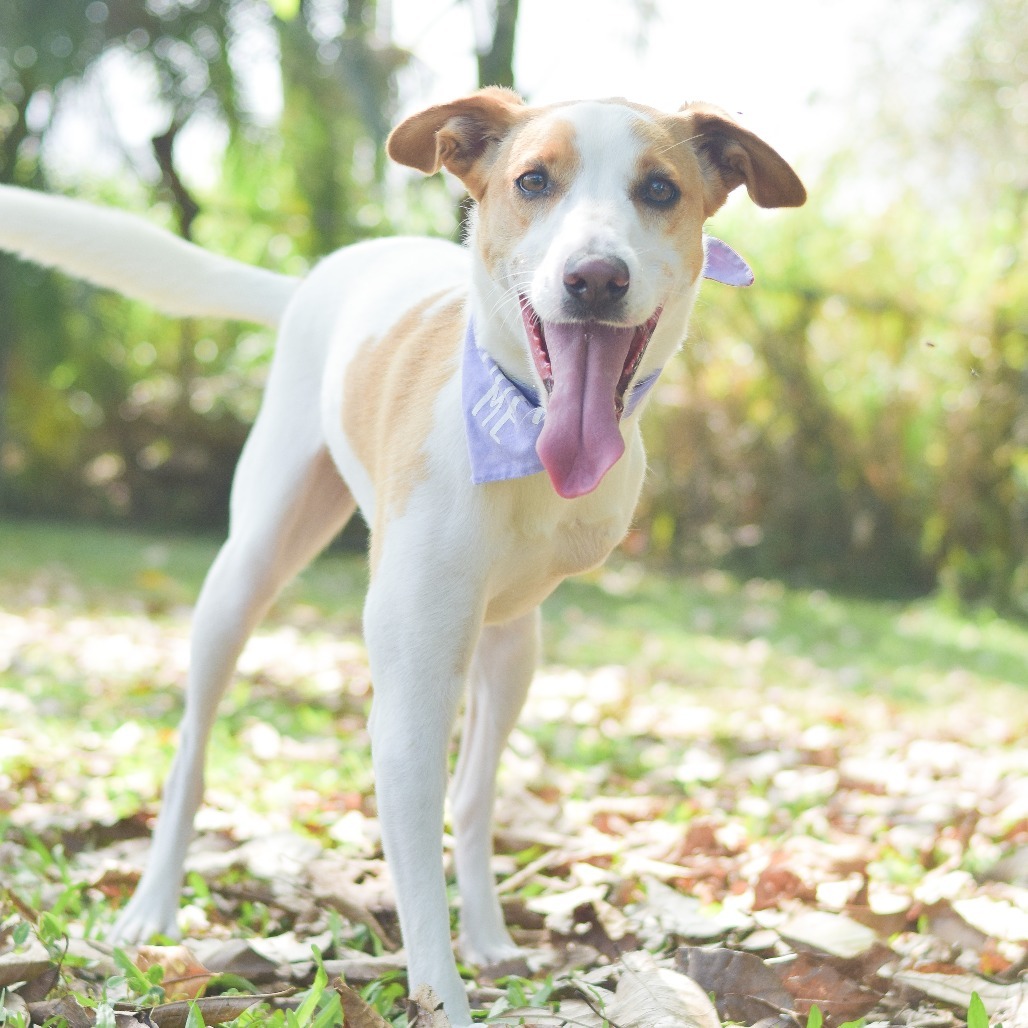 Kala, an adoptable Mixed Breed in Kailua Kona, HI, 96740 | Photo Image 1