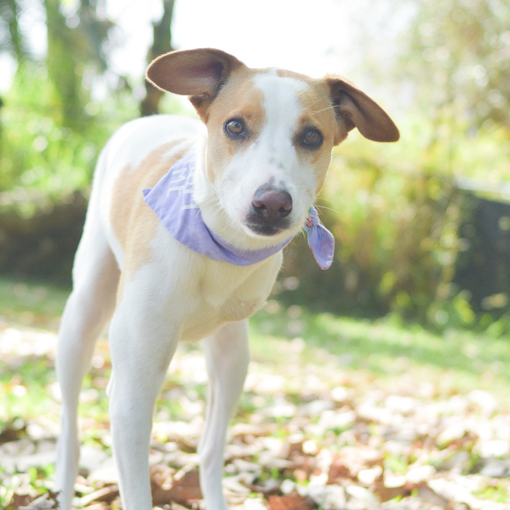 Kala, an adoptable Mixed Breed in Kailua Kona, HI, 96740 | Photo Image 3