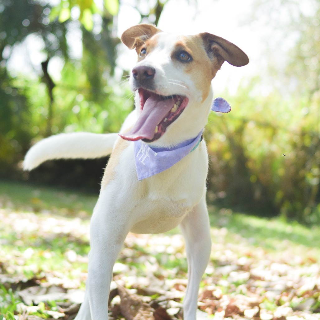 Kala, an adoptable Mixed Breed in Kailua Kona, HI, 96740 | Photo Image 4