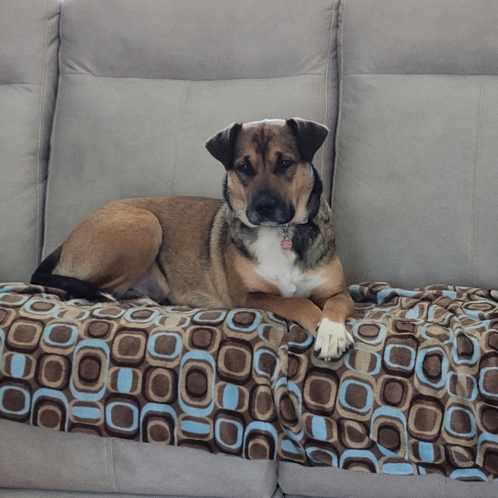 Moxie, an adoptable Mixed Breed in Bismarck, ND, 58507 | Photo Image 1