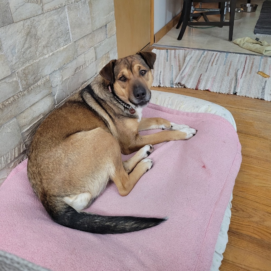 Moxie, an adoptable Mixed Breed in Bismarck, ND, 58507 | Photo Image 2