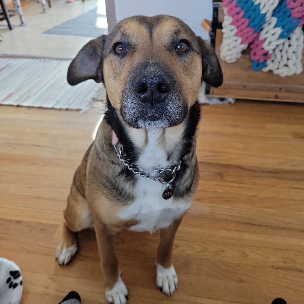Moxie, an adoptable Mixed Breed in Bismarck, ND, 58507 | Photo Image 3