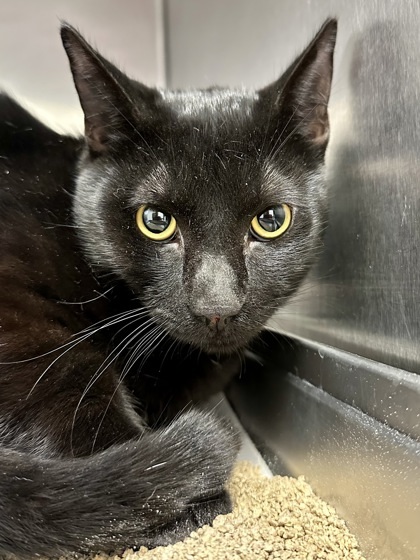 James Bond, an adoptable Domestic Short Hair in Wichita, KS, 67219 | Photo Image 1