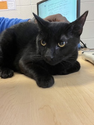 James Bond, an adoptable Domestic Short Hair in Wichita, KS, 67219 | Photo Image 2