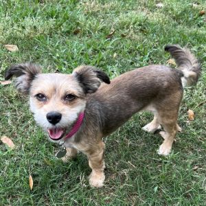 Meet Peaches Penny Breed Yorkie Mix Age 6 years Size 14 pounds Gender Female Spayed Yes Vacci