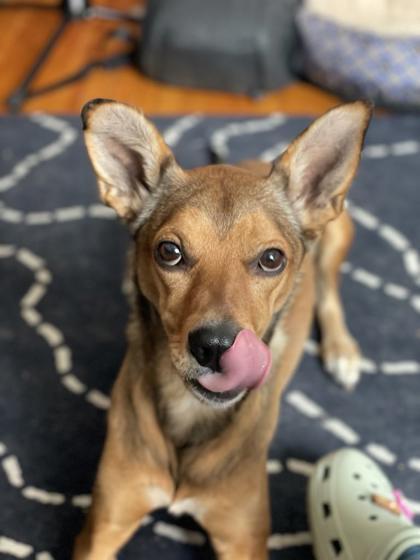 Ari
