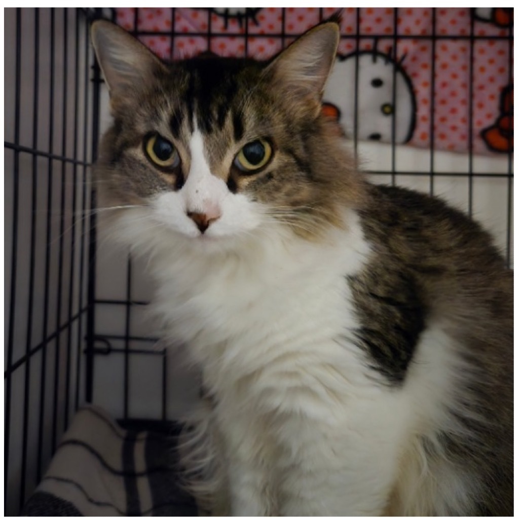 Cinnamon, an adoptable Domestic Long Hair in Abilene, TX, 79602 | Photo Image 1