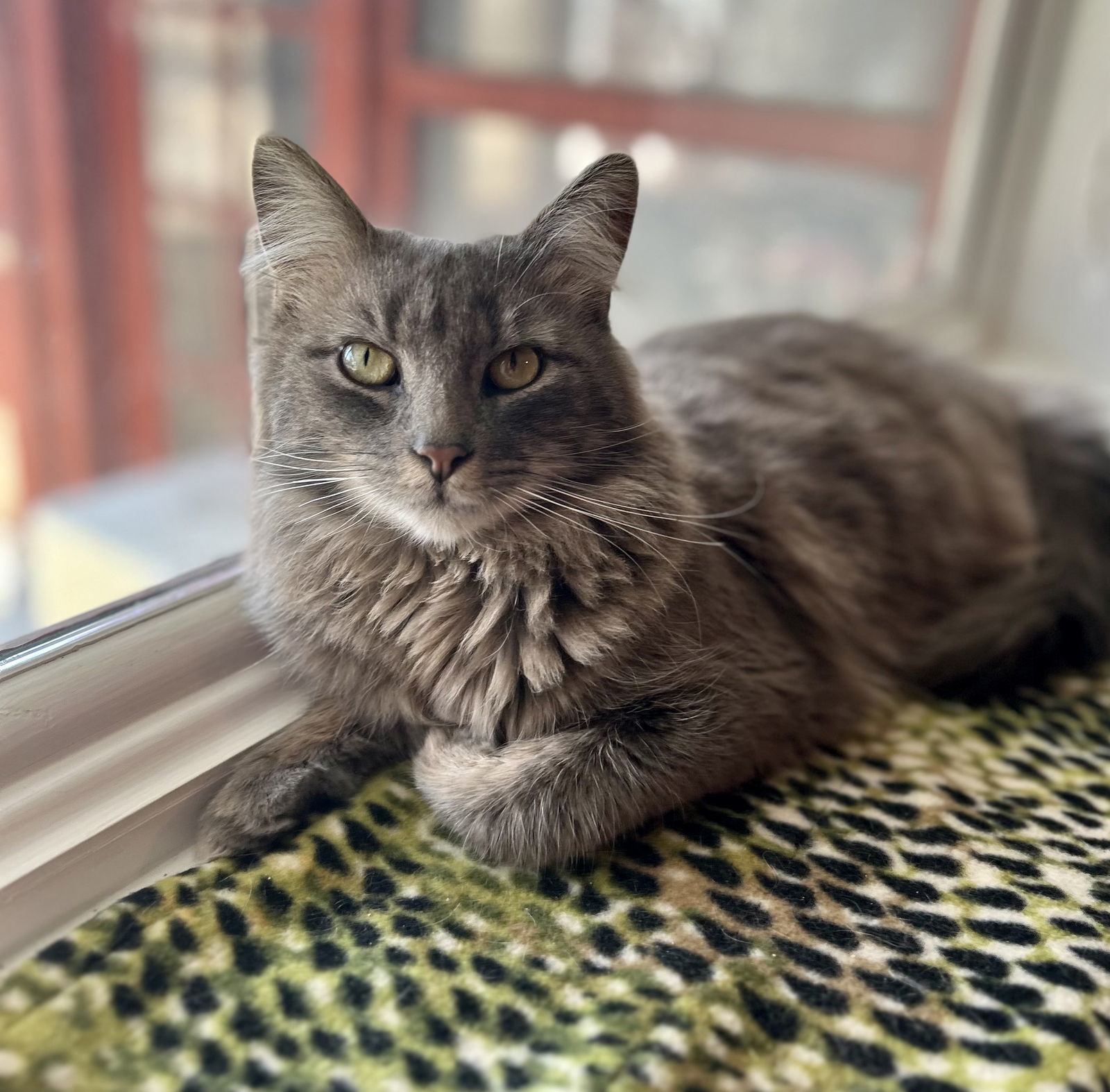 Cooper