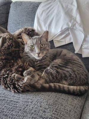 My foster writes Sweet Frankie Soft and warm this sweet boy will melt your heart He is a quiet f