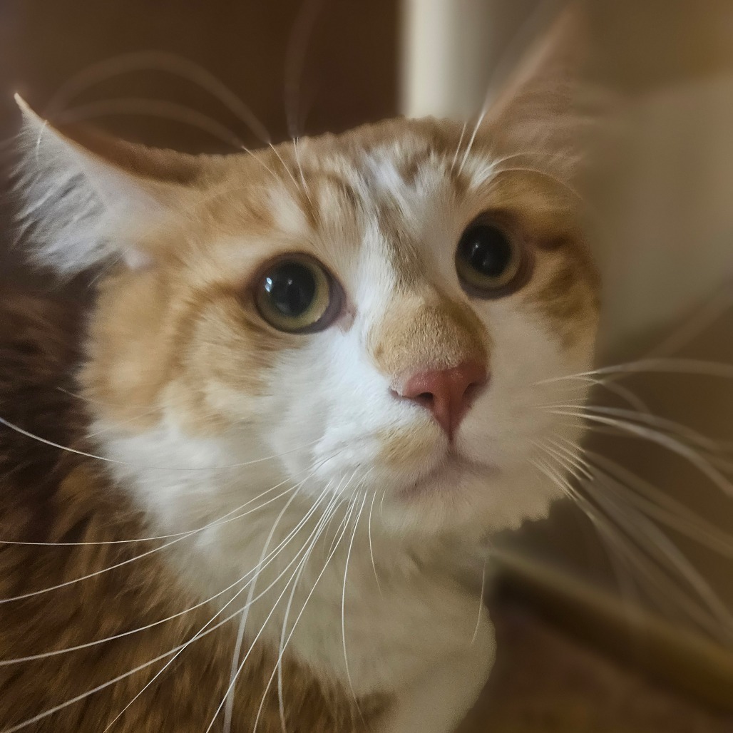 Rusty