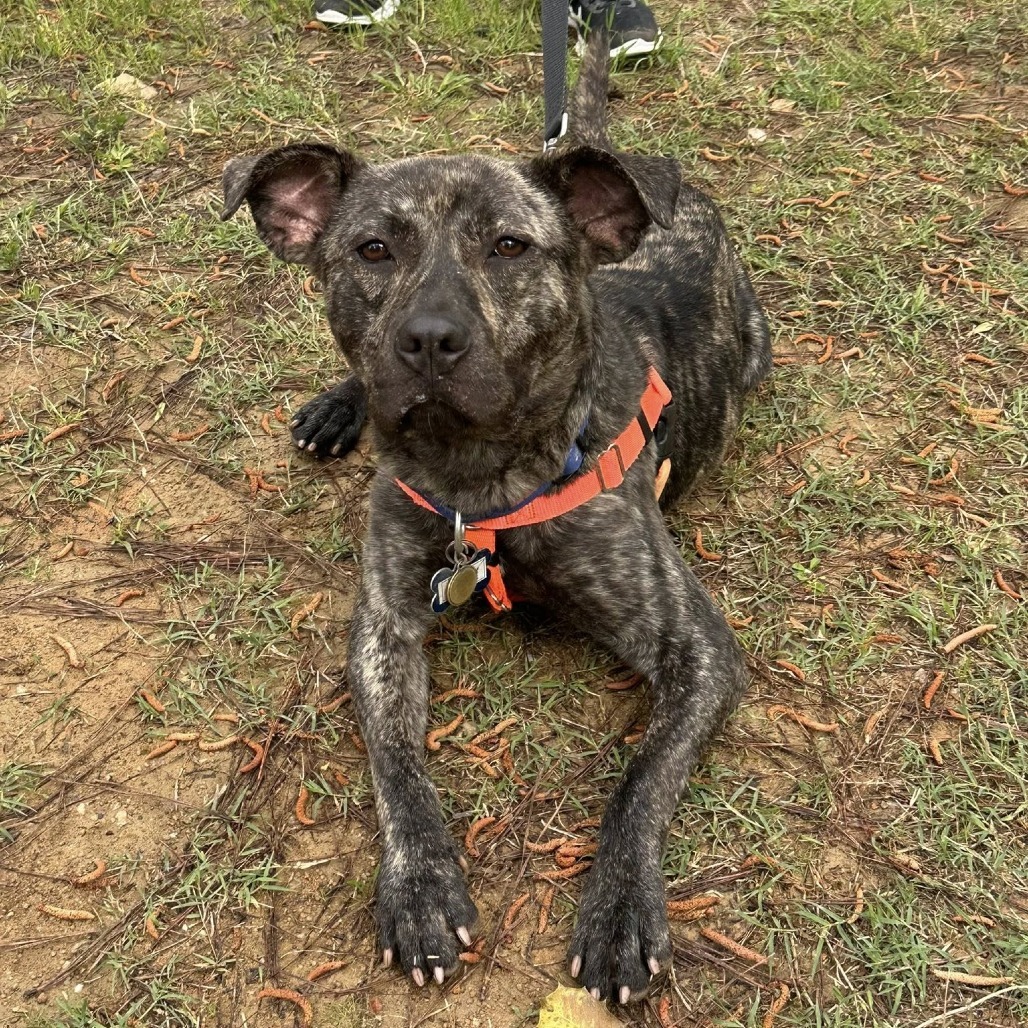 Aggie