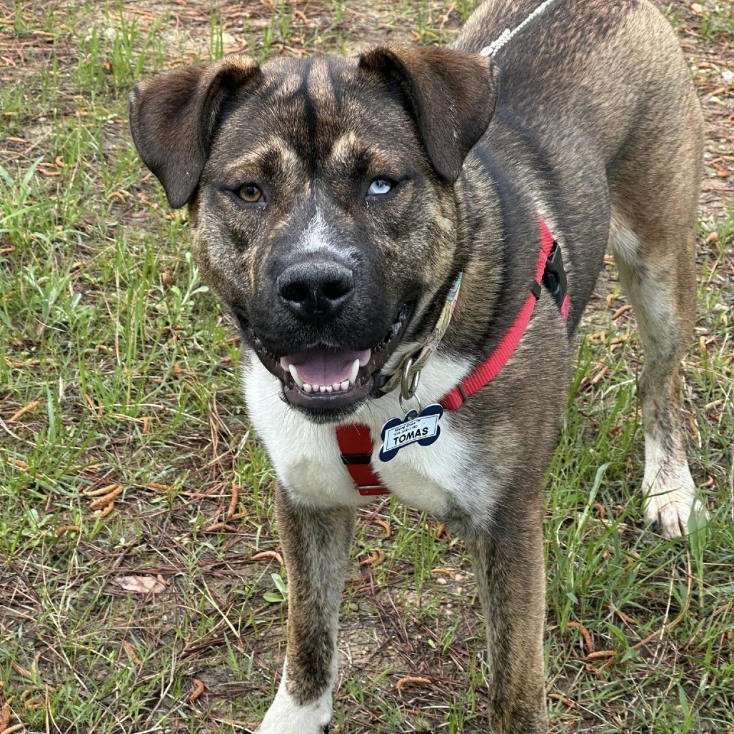 Tomas