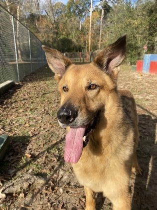 Groot(Rufus)
