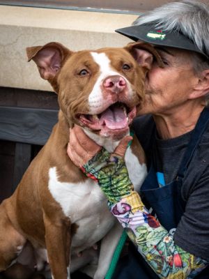 At the end of this Rainbow is an adorable tail that never stops wagging and belongs to an adorable p