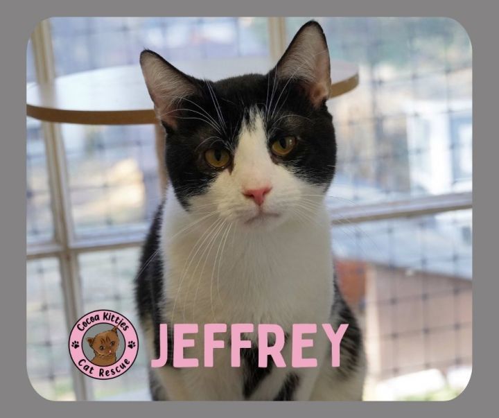 Jeffrey 1