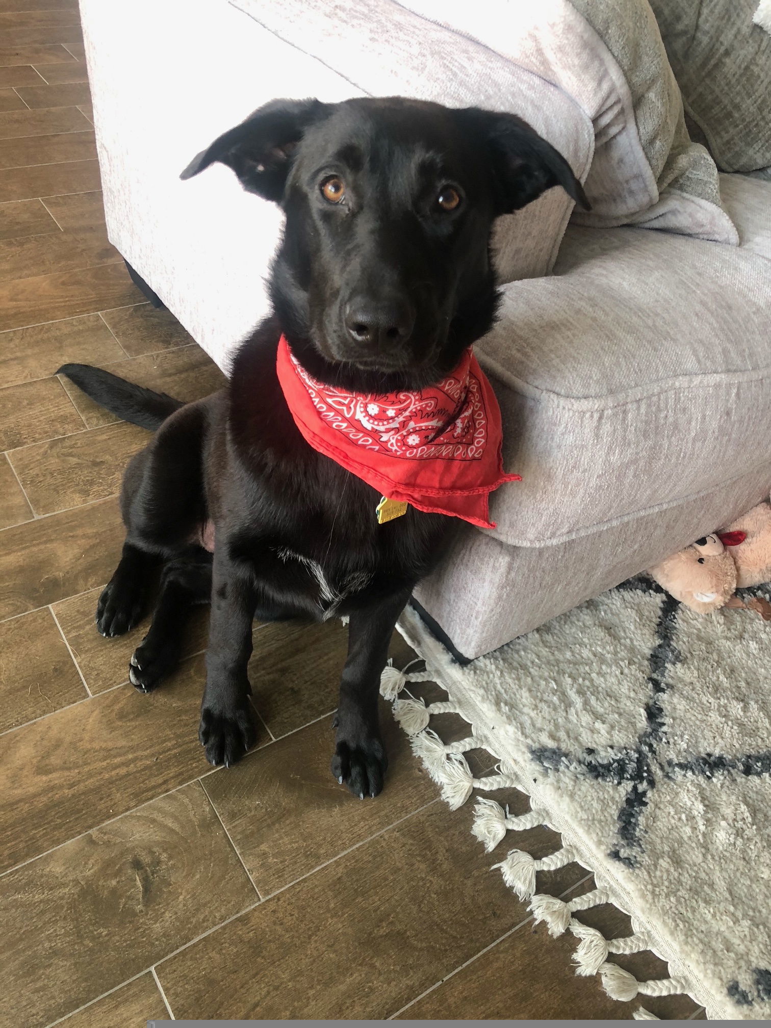 Remi II (New Digs)