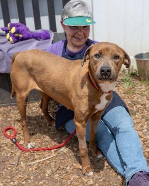 Are you a go with the flow kind of person Then do we have a dog for you Meet Annagail
