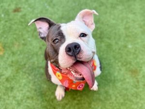 Meet Jellie Roll Jellie Roll was found tied to a pole in the Bronx wearing a jacket and attached t
