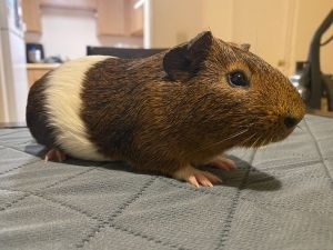 Monroe, Adult Male Guinea Pig