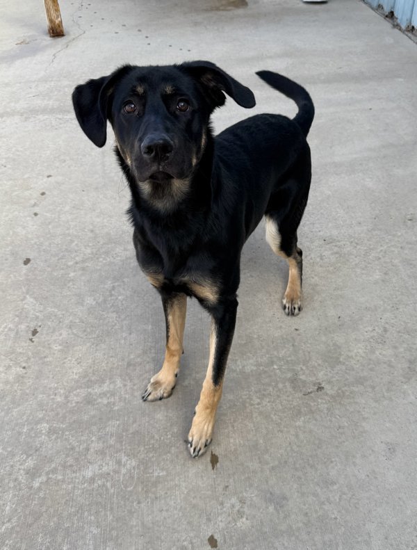 Zumba, an adoptable Mixed Breed in Great Falls, MT, 59405 | Photo Image 1