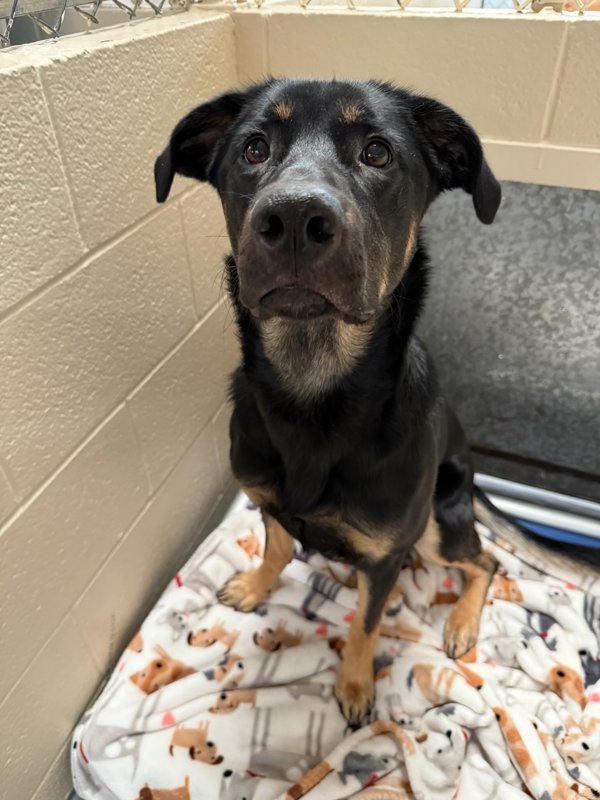 Zumba, an adoptable Mixed Breed in Great Falls, MT, 59405 | Photo Image 2